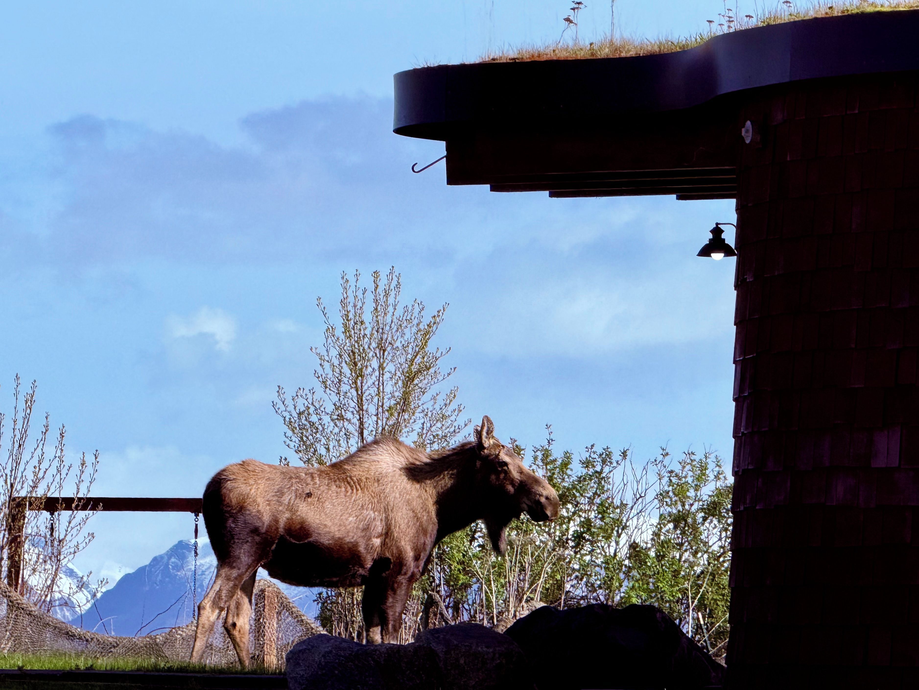 A moose standing near a building with a clear sky and mountains in the background.