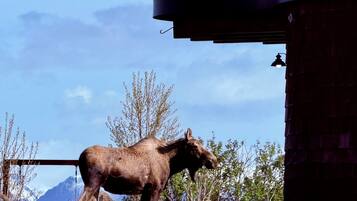 A moose standing near a building with a clear sky and mountains in the background.