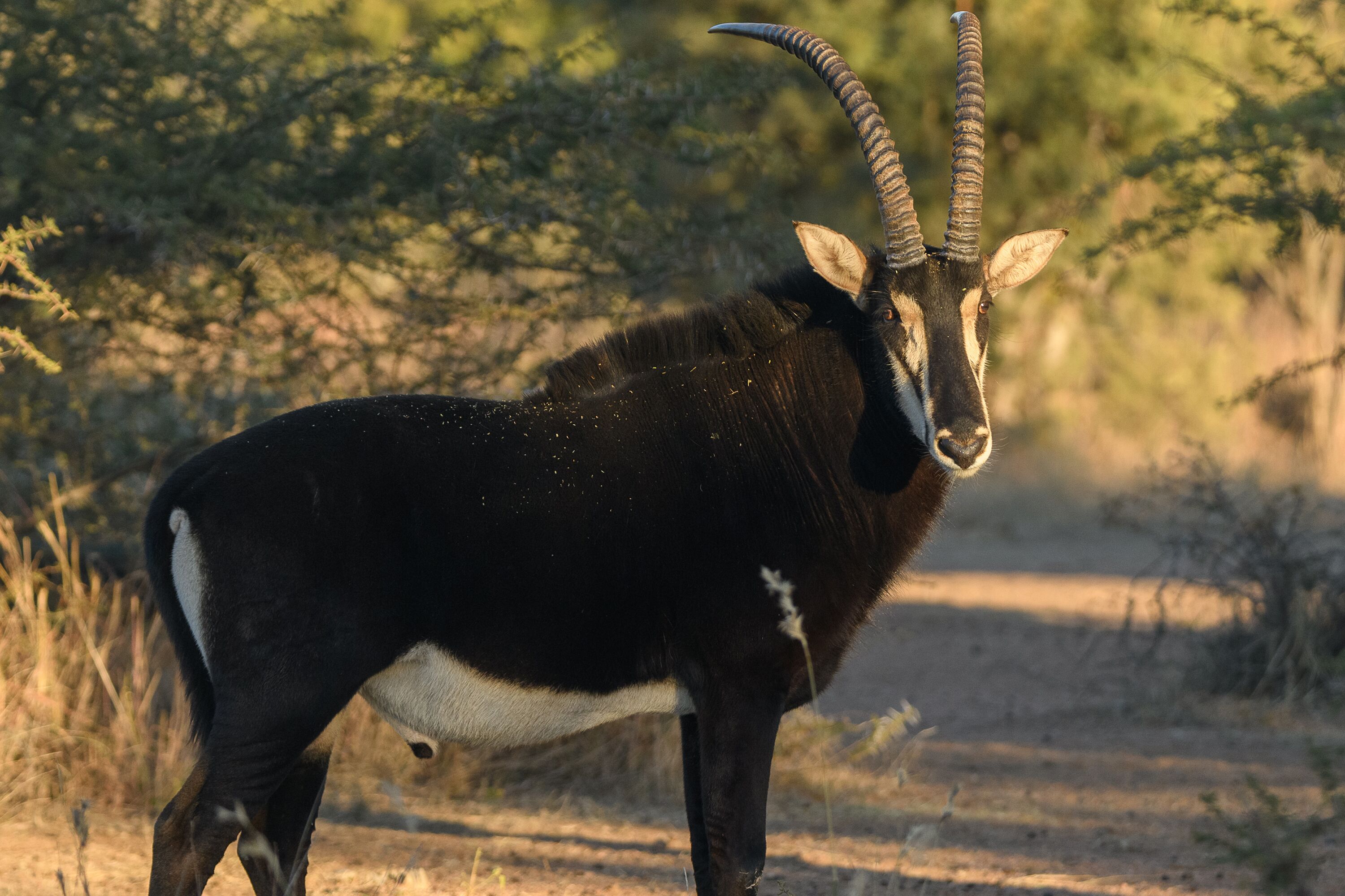 A kudu antelope standing on a dirt path with sparse vegetation in the background.