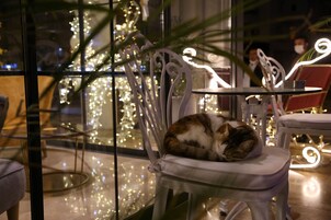 Un gato durmiendo sobre una silla blanca con una mesa de vidrio frente a él.