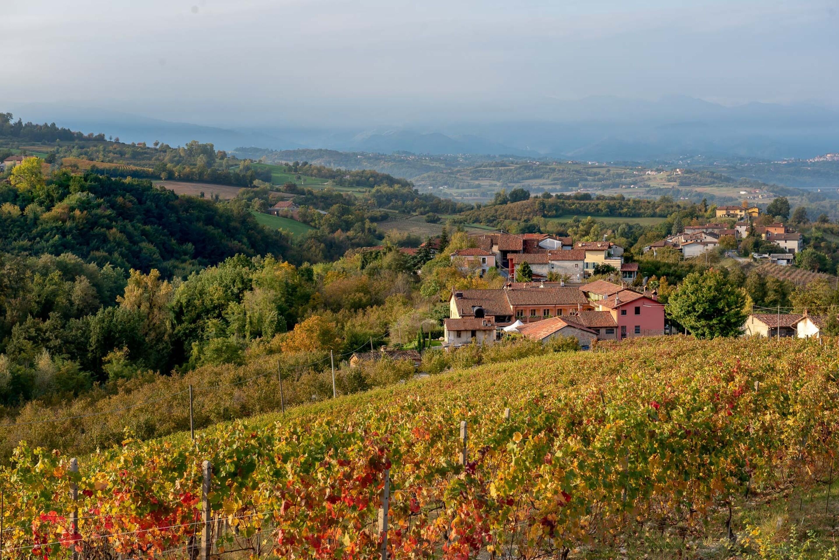 A vineyard with rows of grapevines and a cluster of houses in the background.