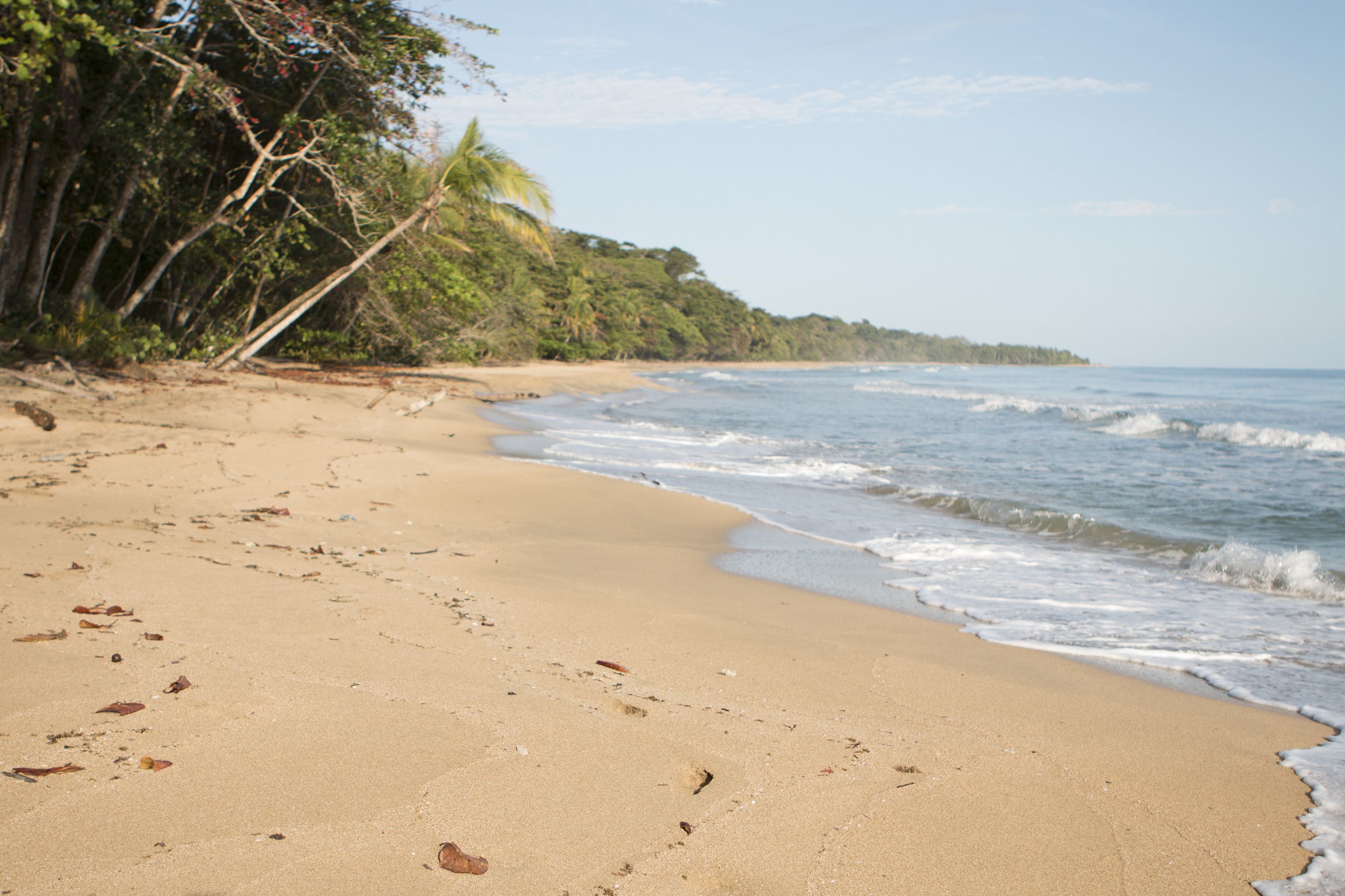 A sandy beach with footprints, a palm tree, and ocean waves.