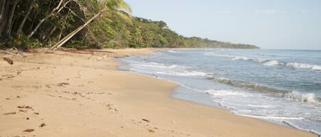A sandy beach with footprints, a palm tree, and ocean waves.