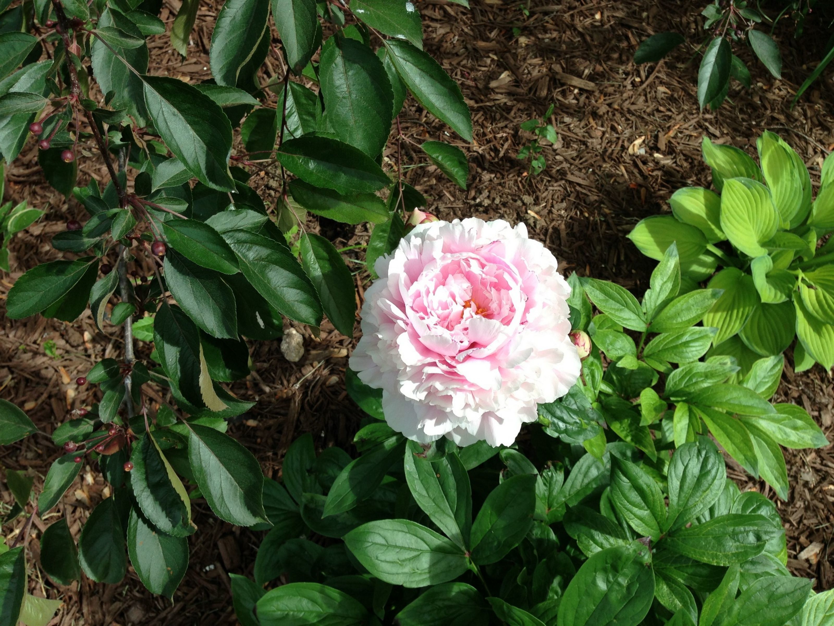 Un jardín con una sola flor rosa en plena floración, rodeada de follaje verde.