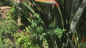 A bird of paradise flower with large green leaves and a backdrop of dense foliage. - Ilena Hotel (Corfu)