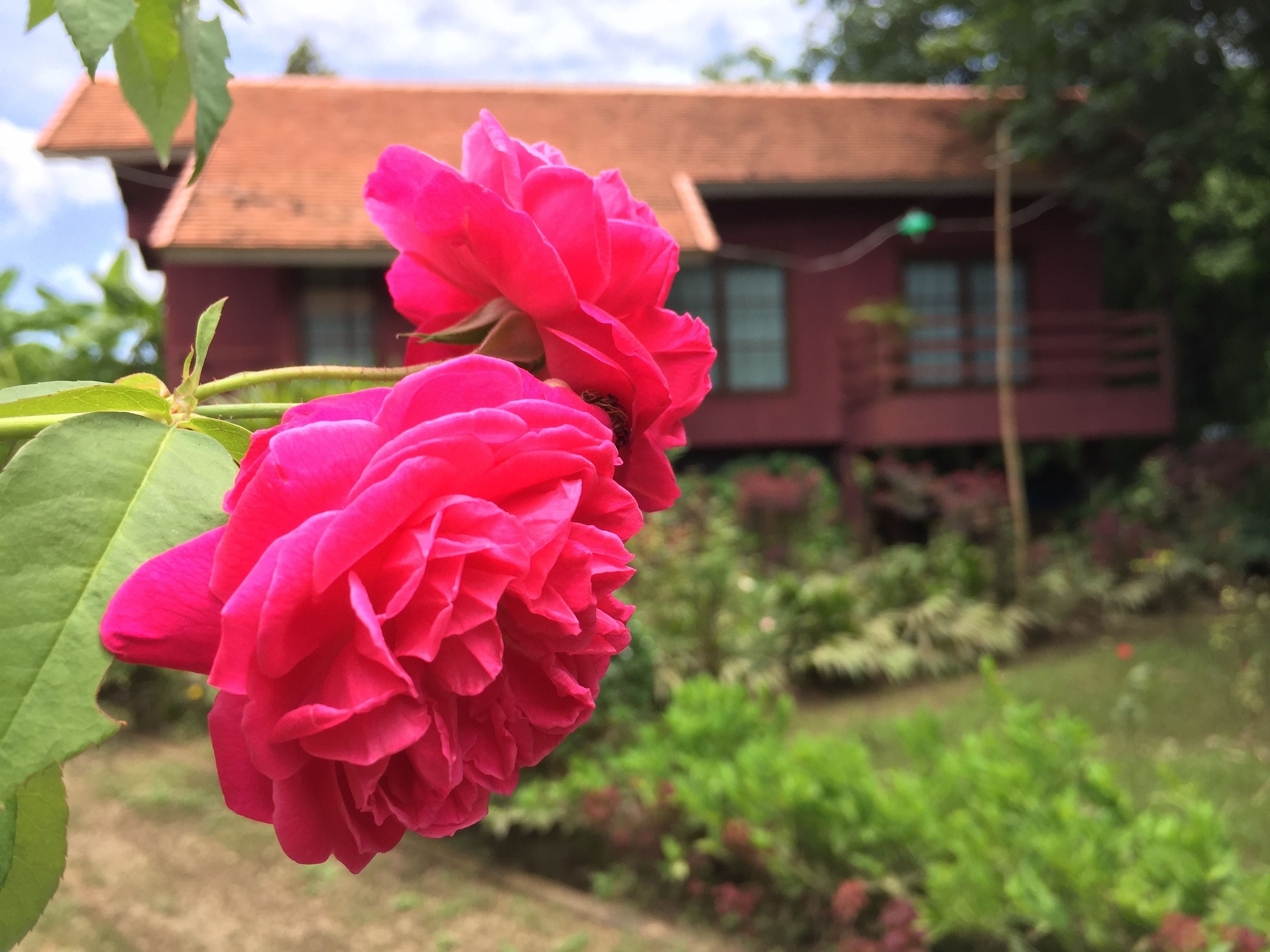 A pink flower in full bloom with a red building in the background.