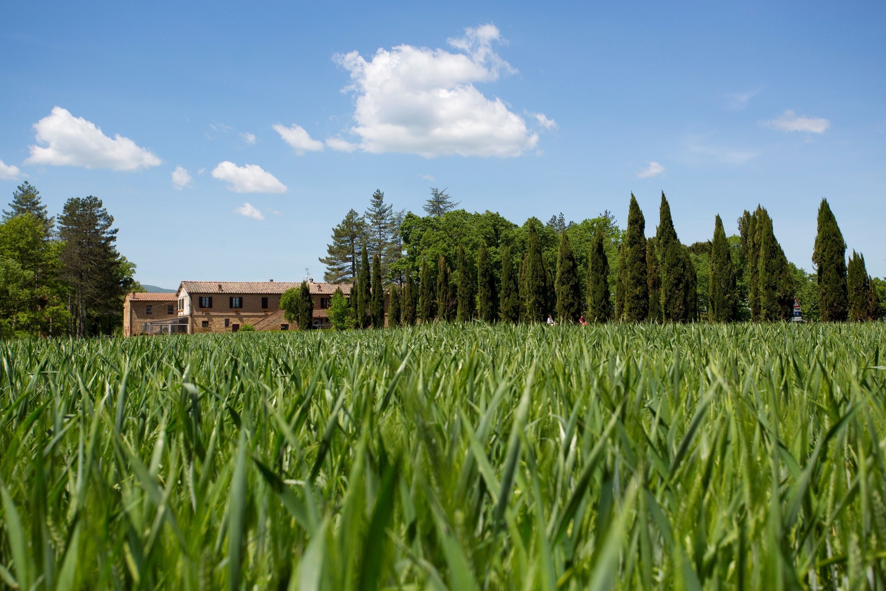Un campo de cultivos verdes con un edificio al fondo.