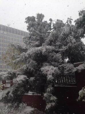 A snow-covered tree in front of a building with a fence. - Holiday Inn Express Ordos Dongshen by IHG (Ordos)
