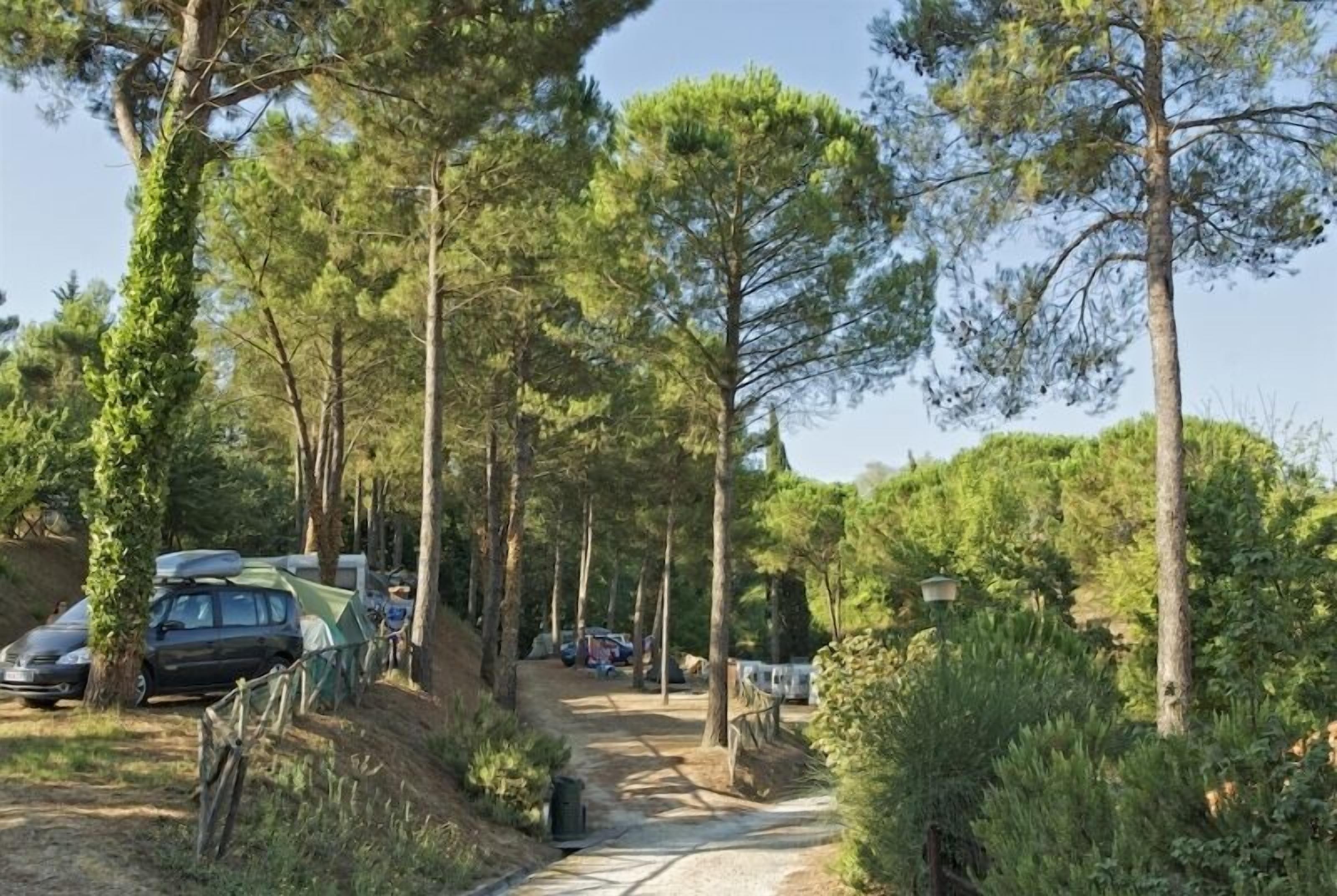 Un campamento con tiendas de campaña y coches aparcados a lo largo de un sendero de tierra, rodeado de altos pinos.