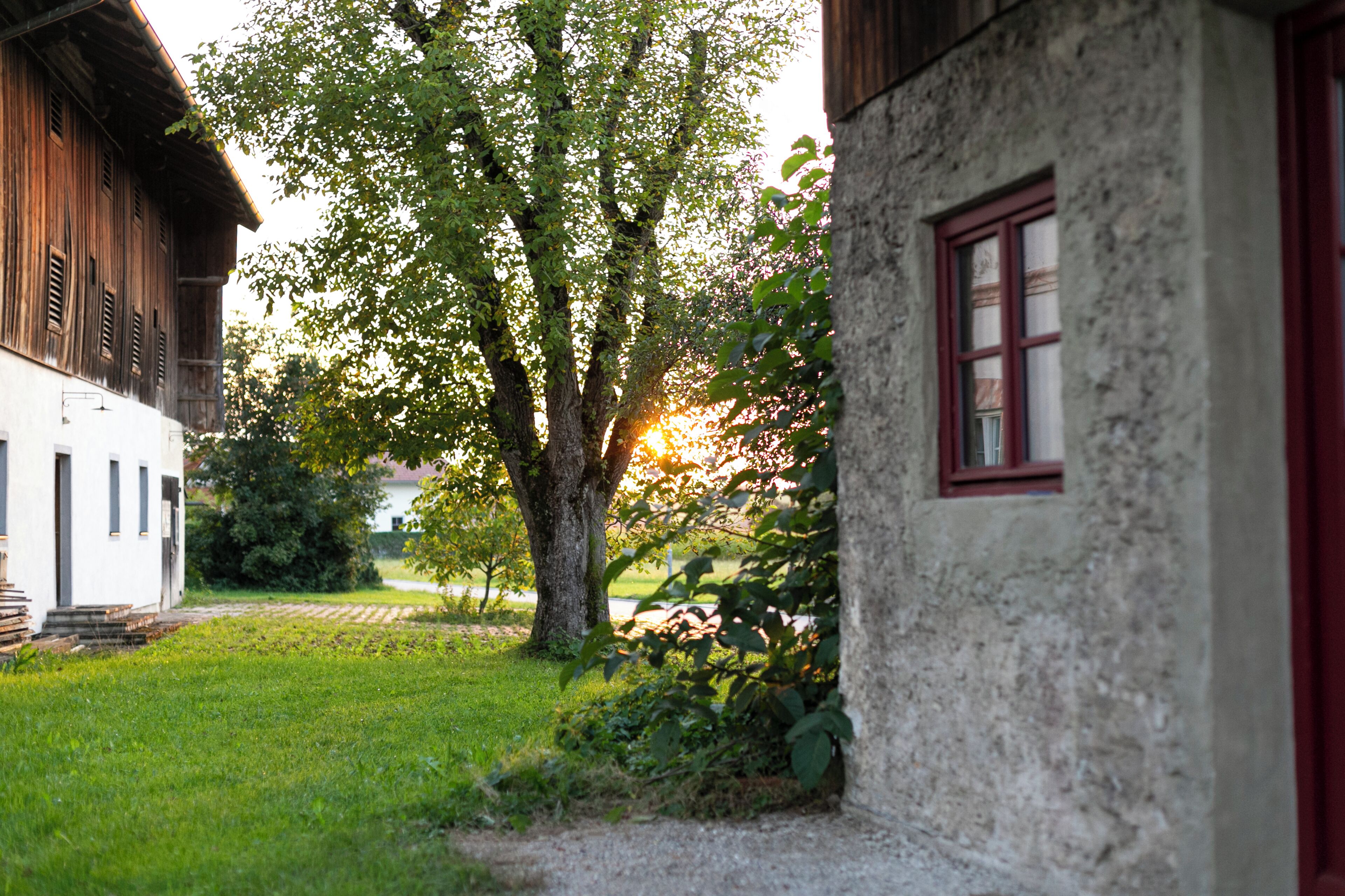 Ein rustikales Gebäude mit einem großen Baum davor, ein weißes Gebäude mit einem roten Fenster und einem klaren Himmel.