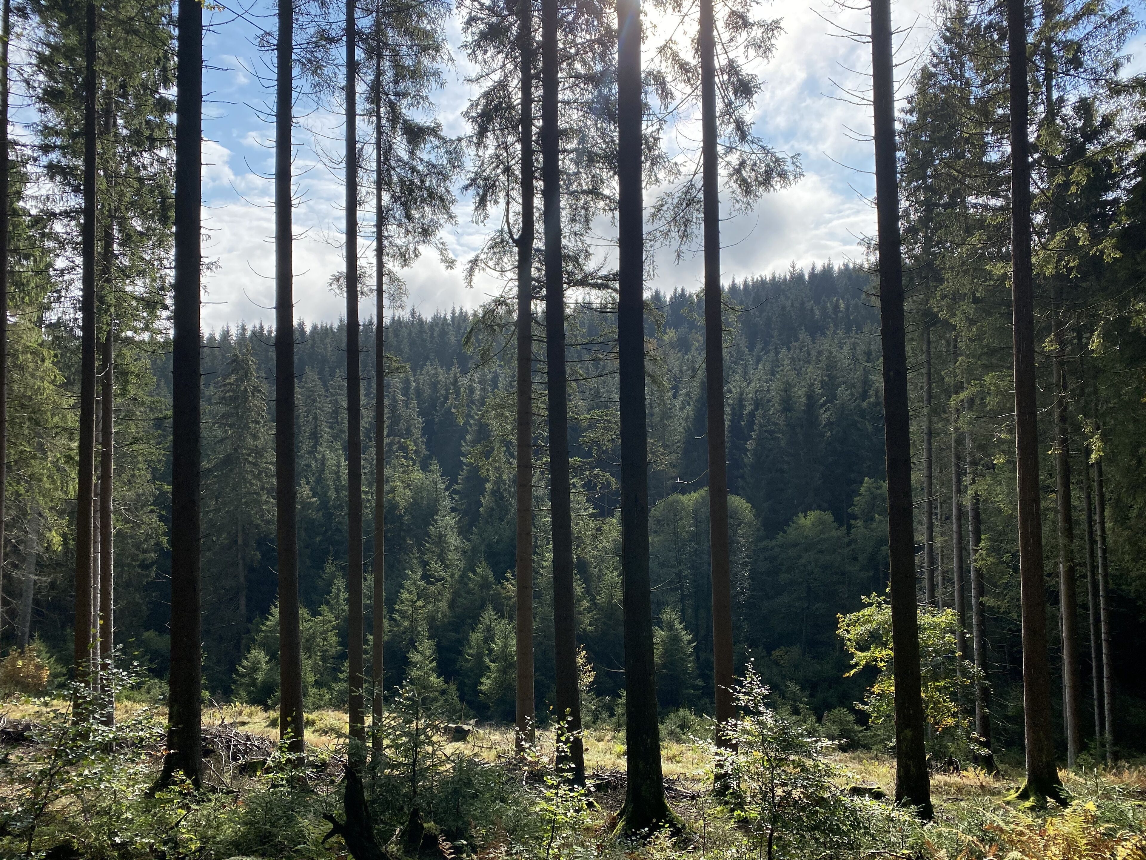 A dense forest with tall trees and a clear sky.
