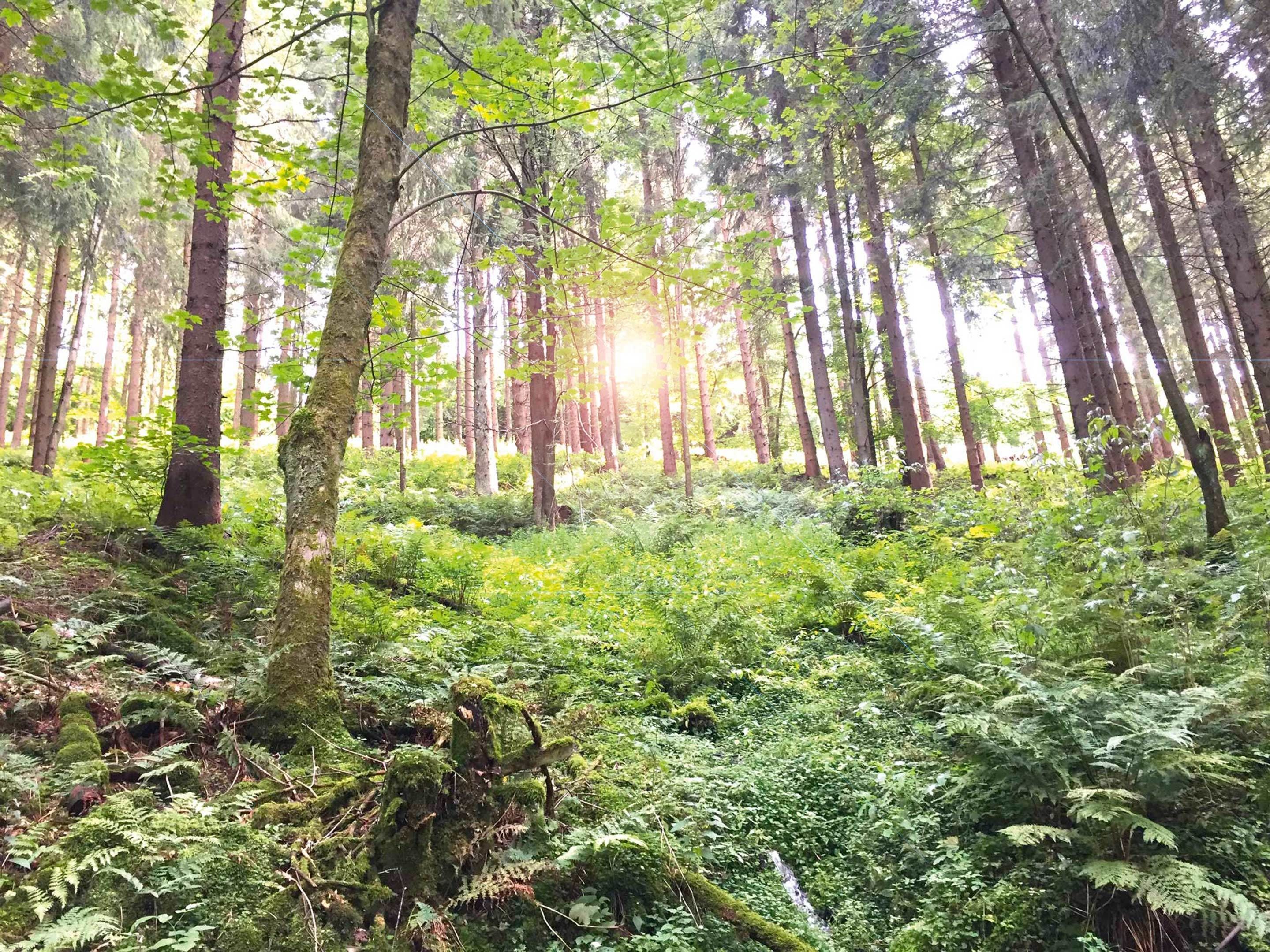 A dense forest with tall trees and lush green undergrowth.