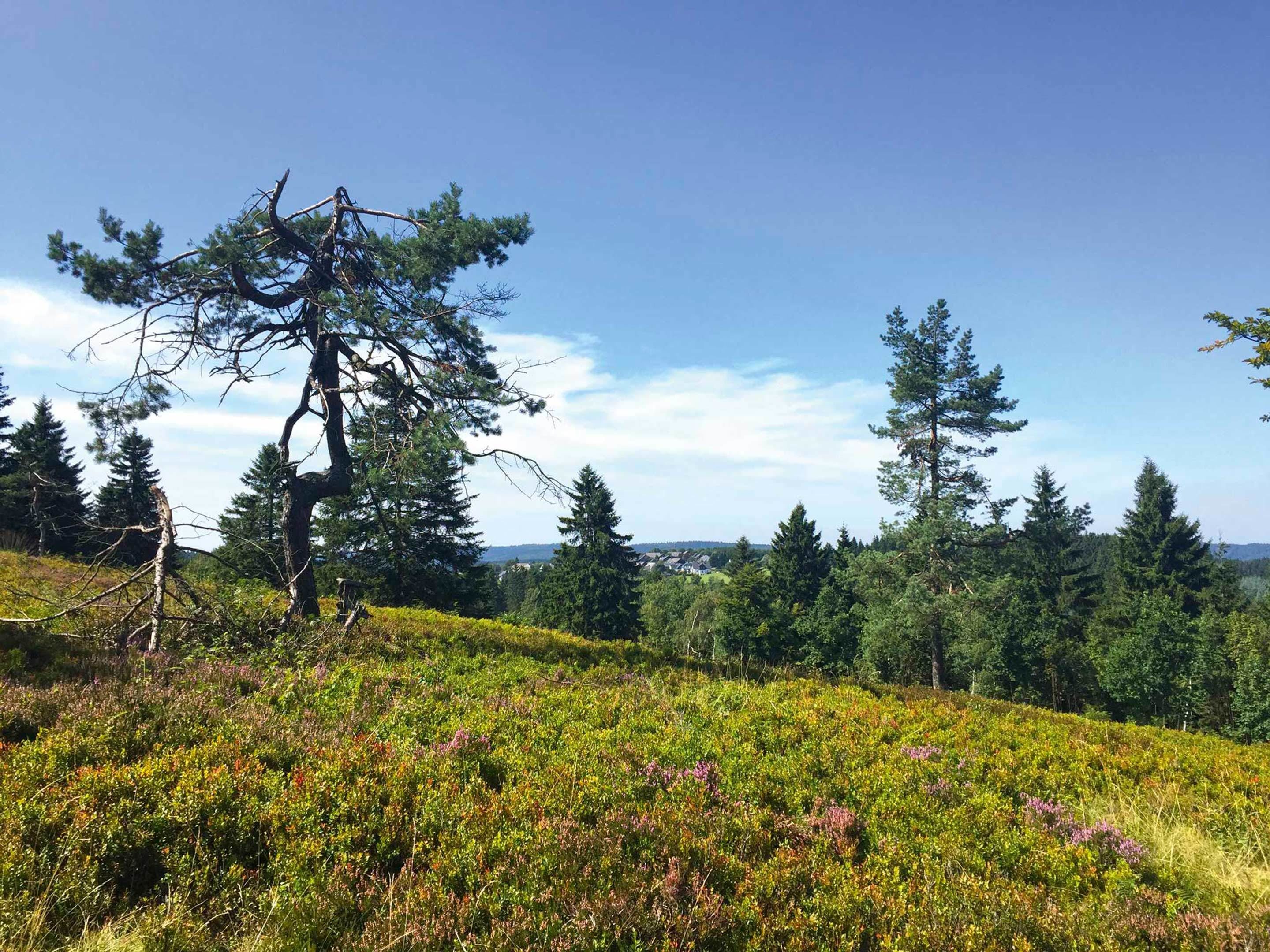 A natural landscape with a prominent tree, dense greenery, and a clear sky.