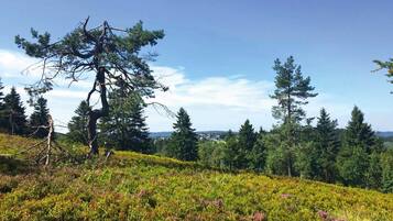 A natural landscape with a prominent tree, dense greenery, and a clear sky.