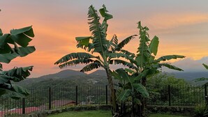 A grassy area with a banana tree and a fence. - Casa Amanecer Bed & Breakfast (San Juan)