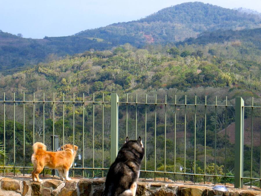 A stone wall with a metal fence and a dog standing on it, overlooking a hilly landscape.
