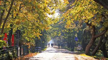 A tree-lined pathway in a park with benches and a sign indicating a pedestrian path.