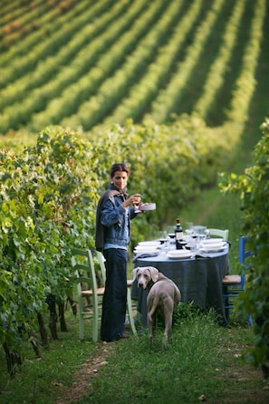 Vineyard
