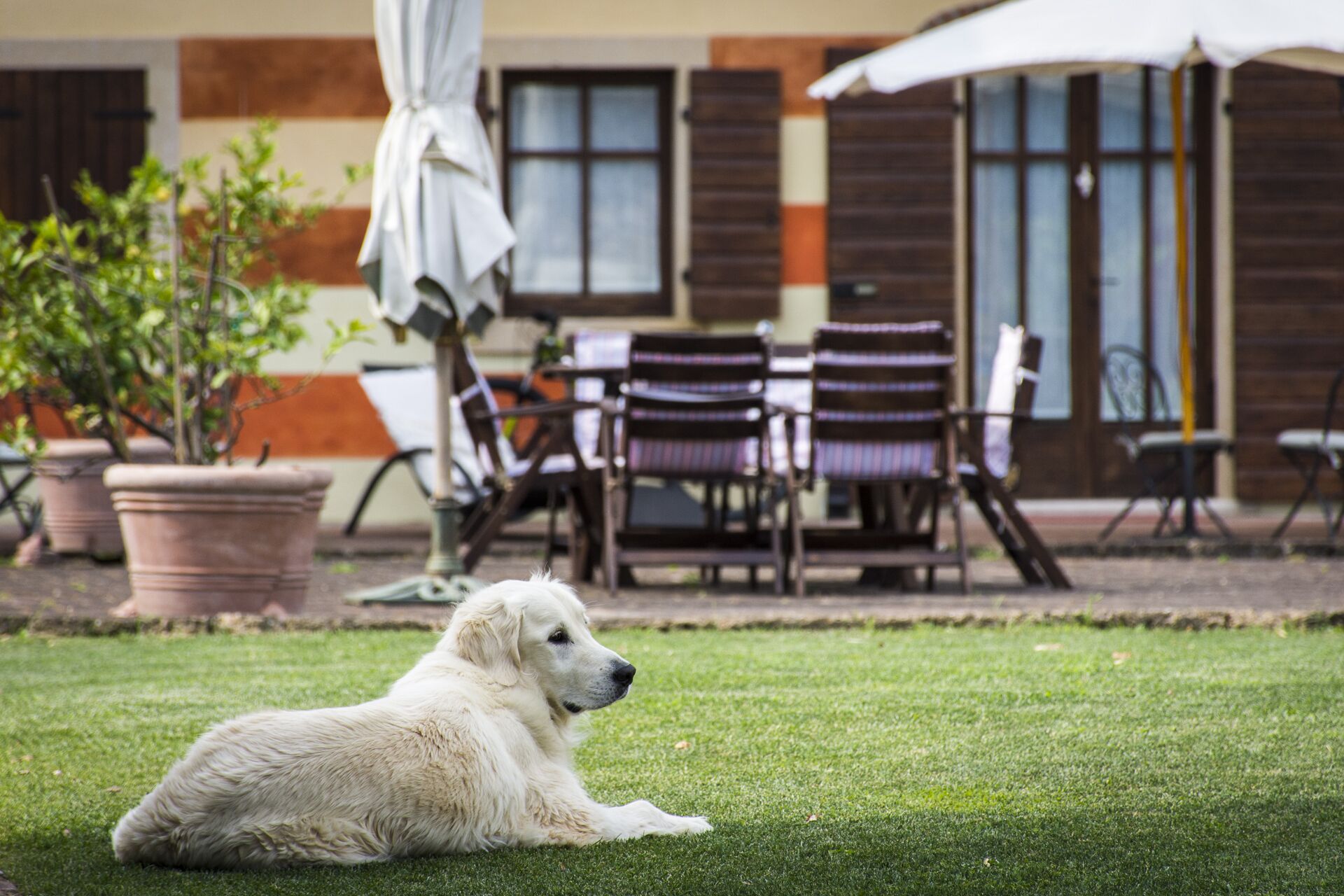 A dog lying on grass in front of a building with outdoor seating and potted plants.