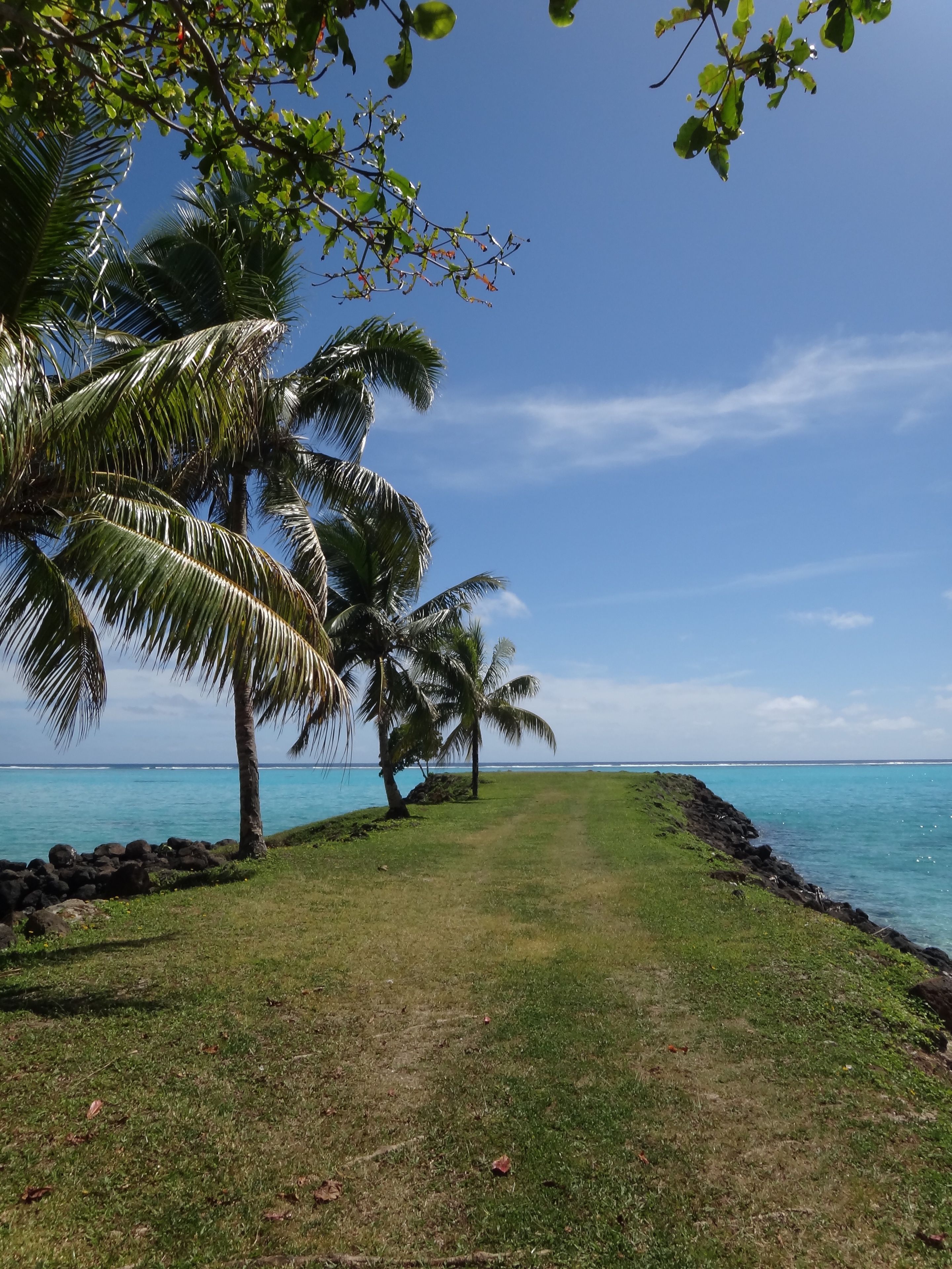 A pathway leading to a beach with palm trees and a clear sky.