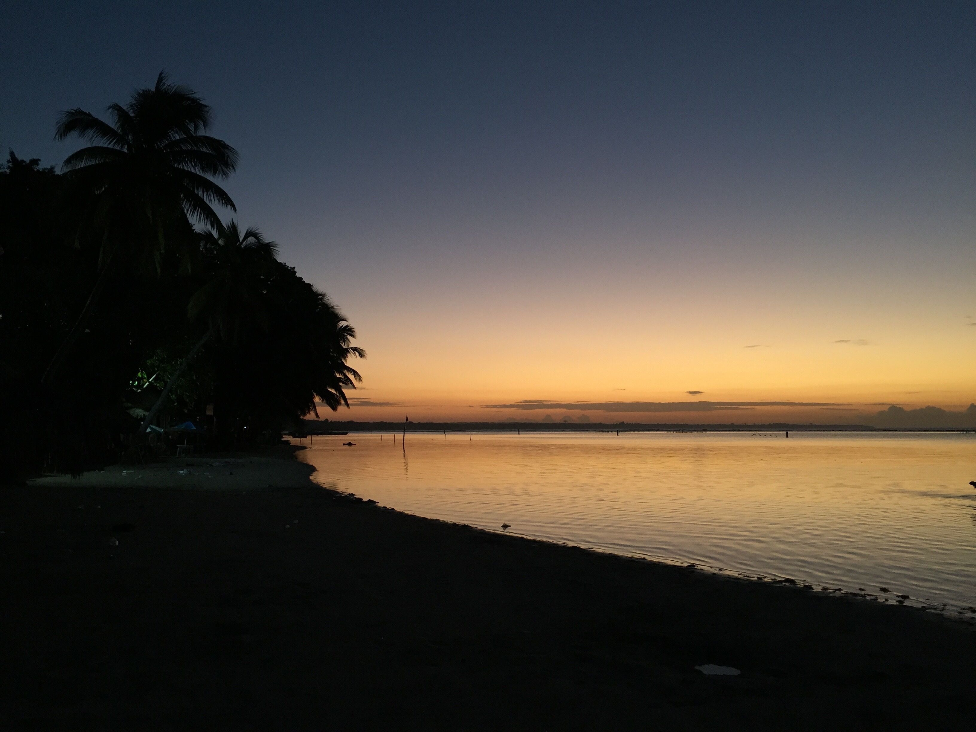 A beach scene with a palm tree and calm water.