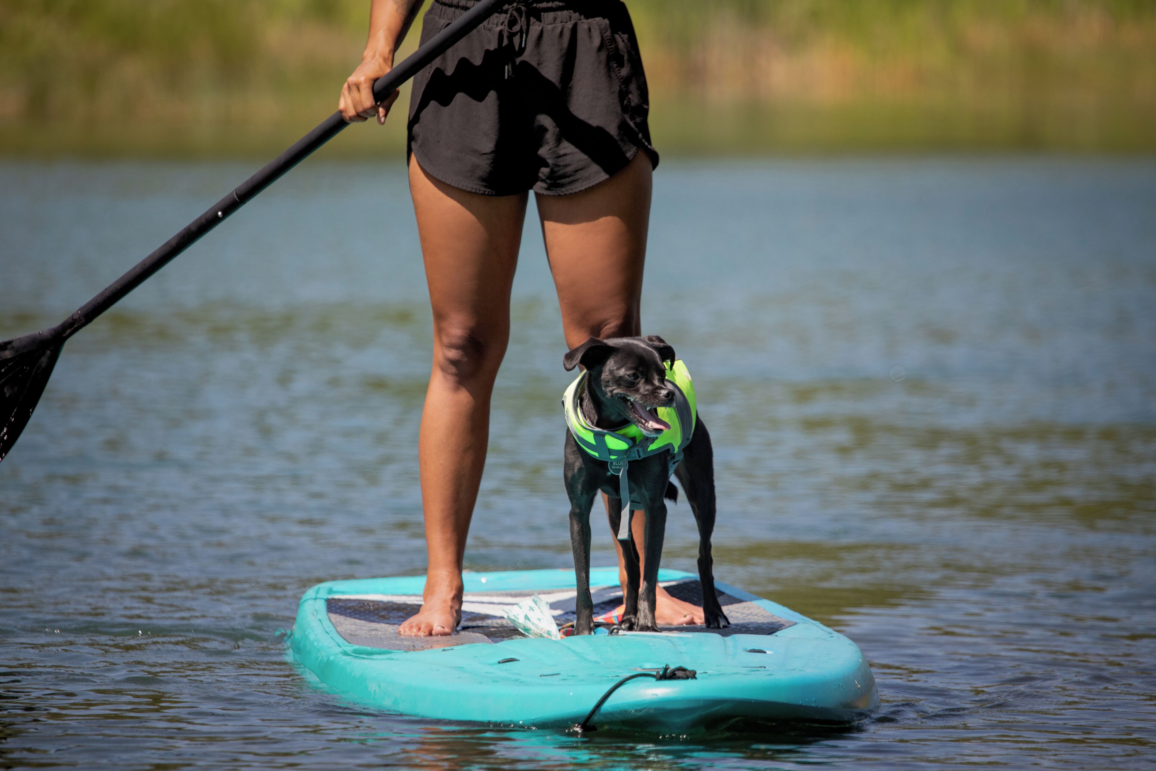 Een persoon staat op een paddleboard, met een hond die een reddingsvest draagt.