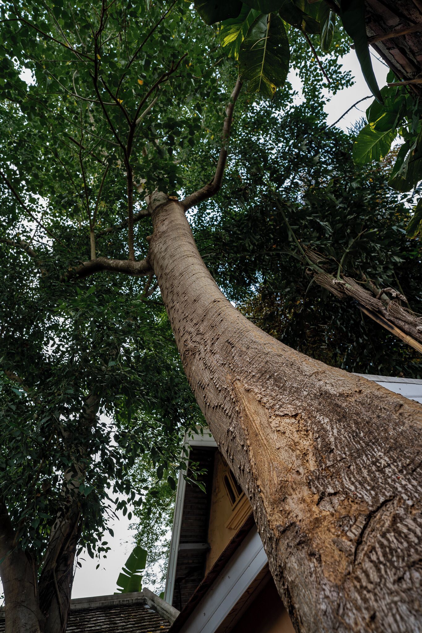 A tall tree with a thick trunk and dense foliage.