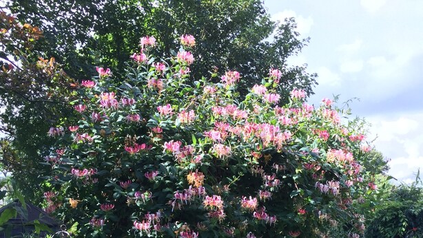 A lush garden with a variety of flowering plants and a well-maintained lawn. - Fairlight Lodge (King's Lynn)