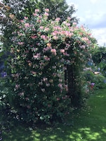 Um jardim exuberante com diversas plantas floridas e um gramado bem cuidado.