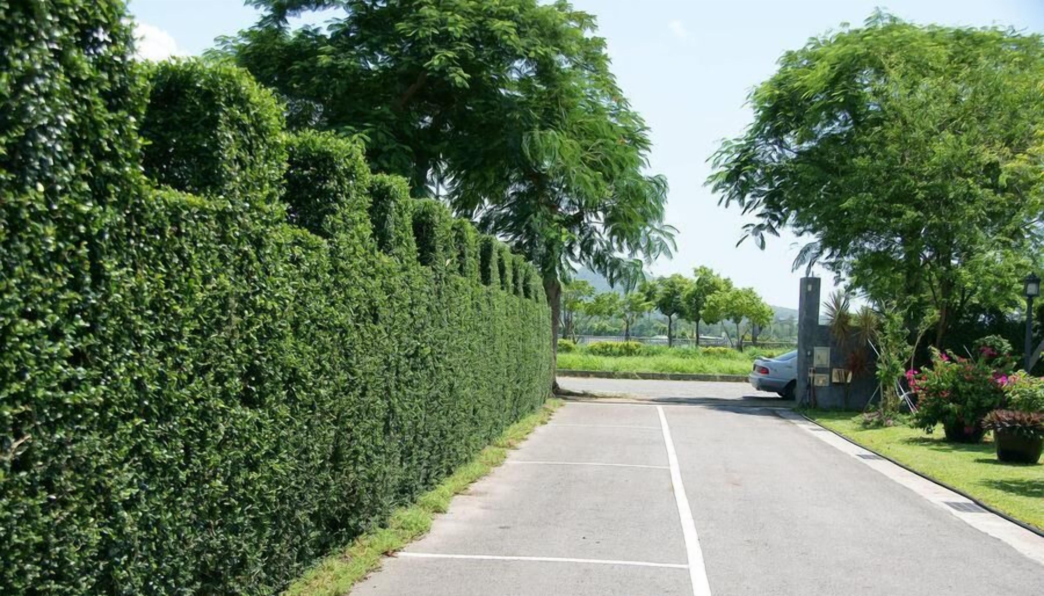 Una carretera pavimentada bordeada por setos y árboles bien cuidados, que conduce a un edificio con una entrada protegida por una puerta.