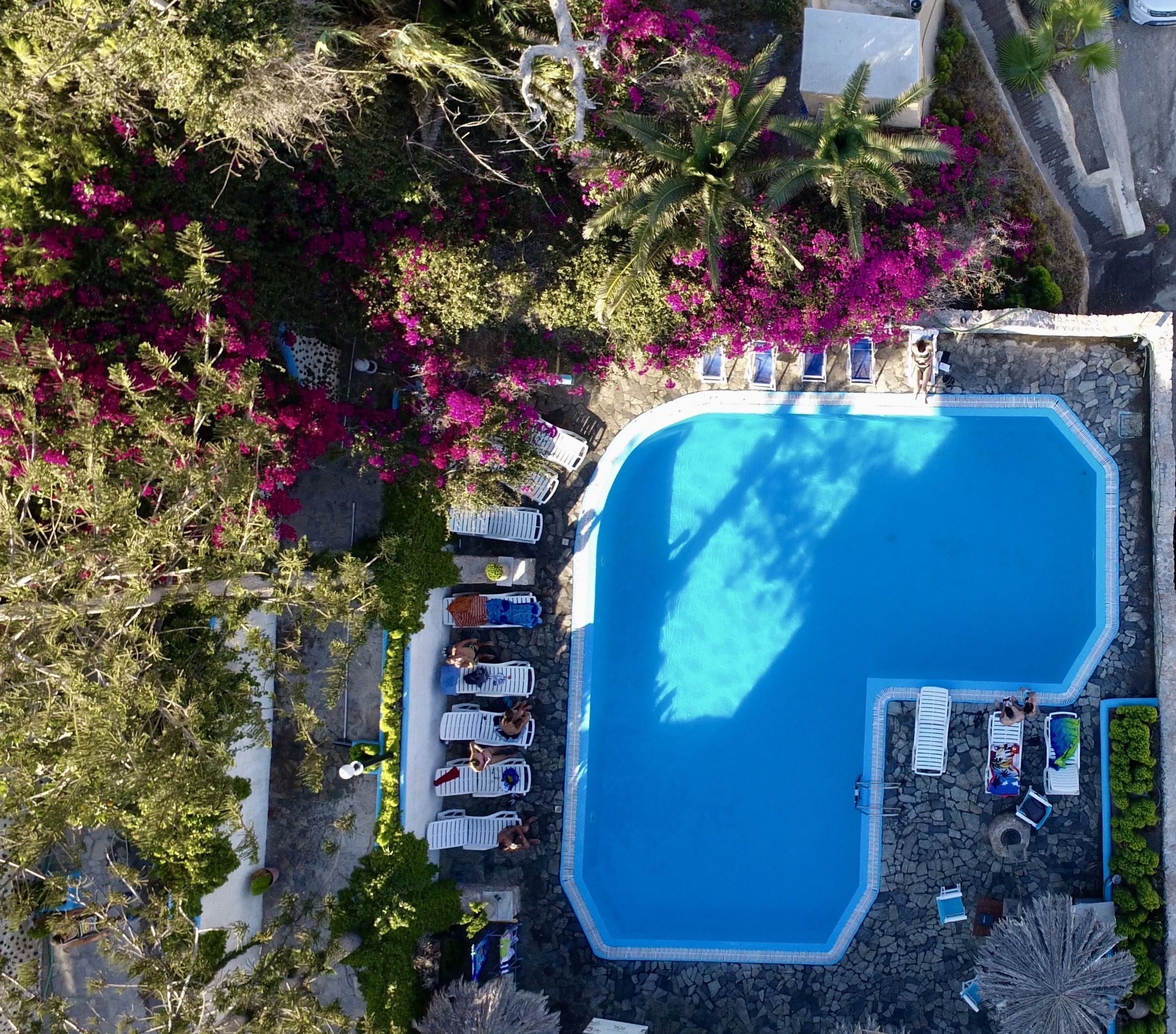 An aerial view of a swimming pool surrounded by lounge chairs and pink bougainvillea flowers.