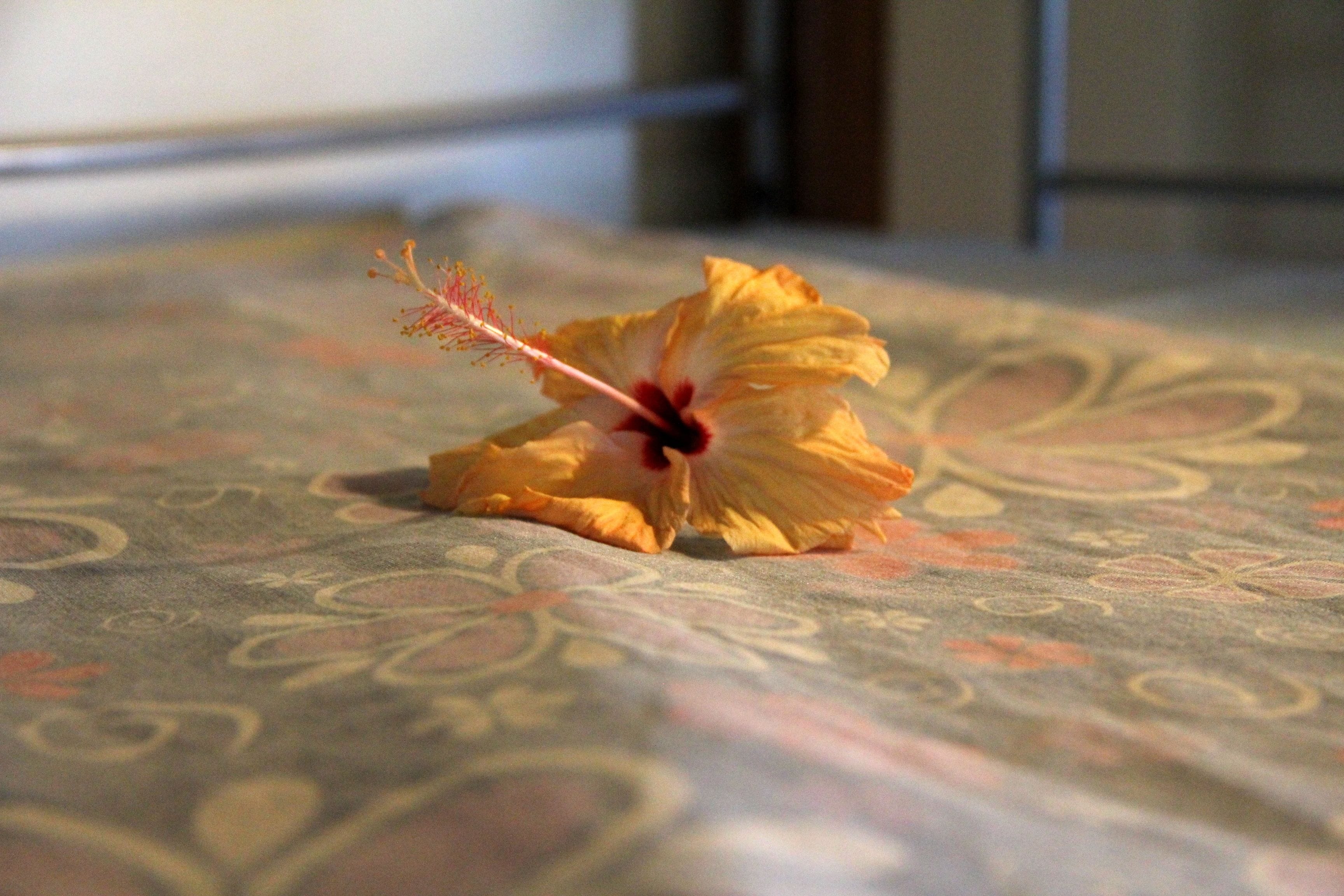 Photo - Bamboo Backpackers