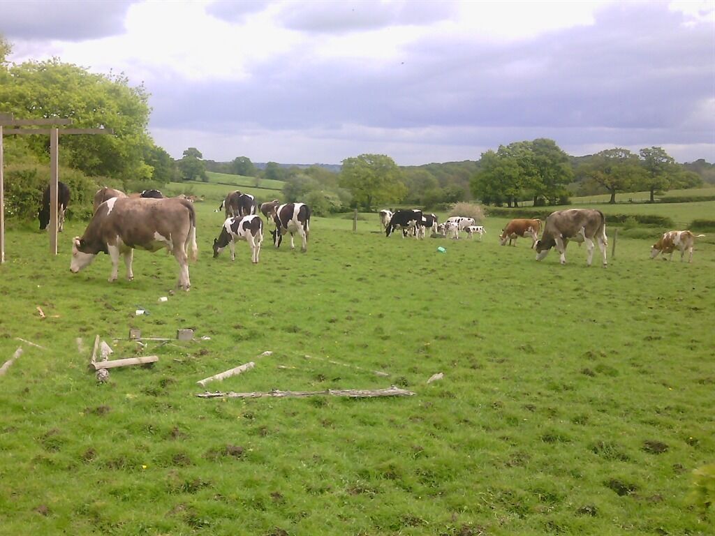 A grassy field with cows grazing.