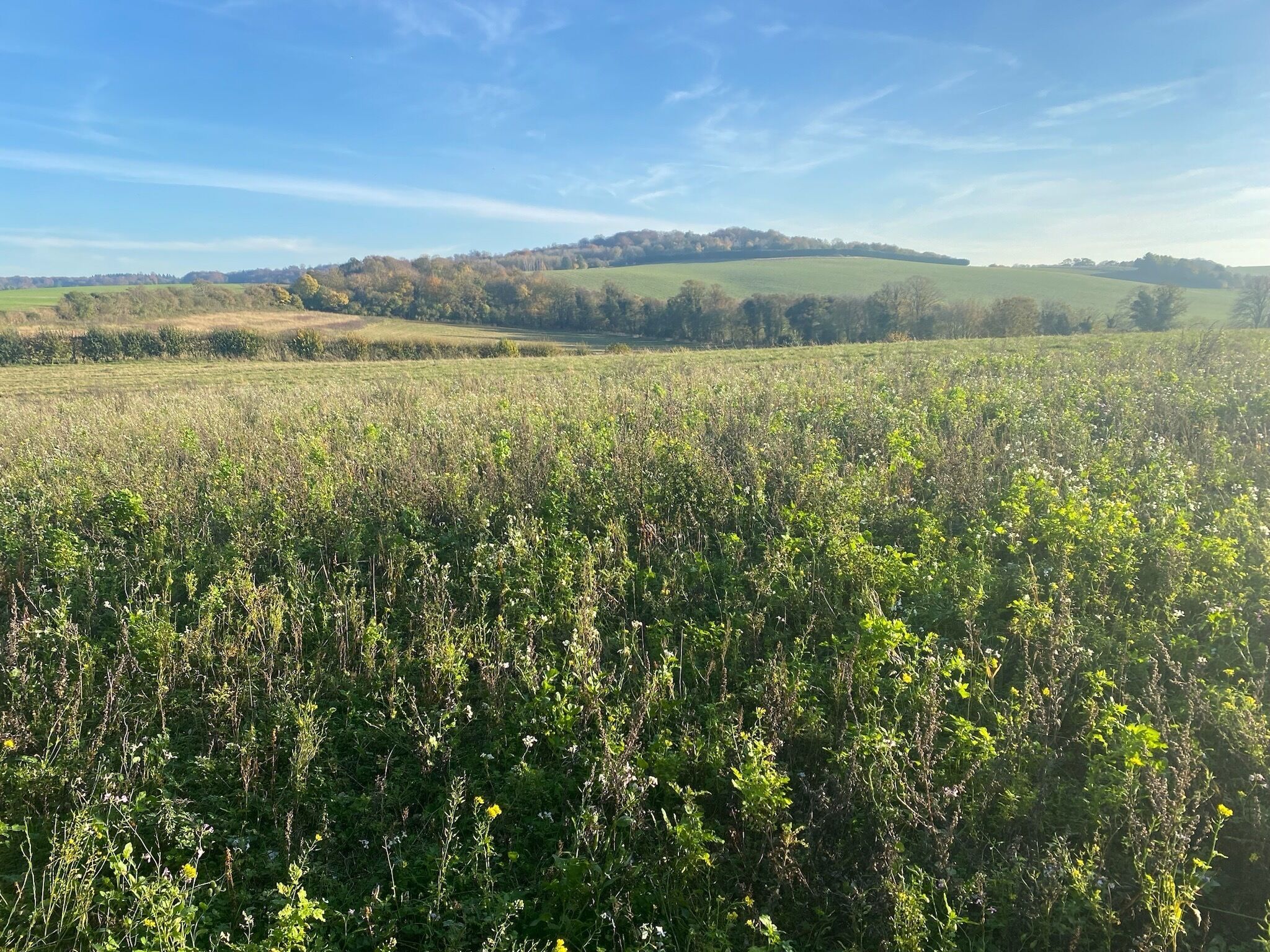 A field with dense vegetation and a distant hill.