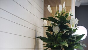 A row of yellow and blue stools against a white wall with a large potted plant. - The Lakes Hotel (The Entrance)