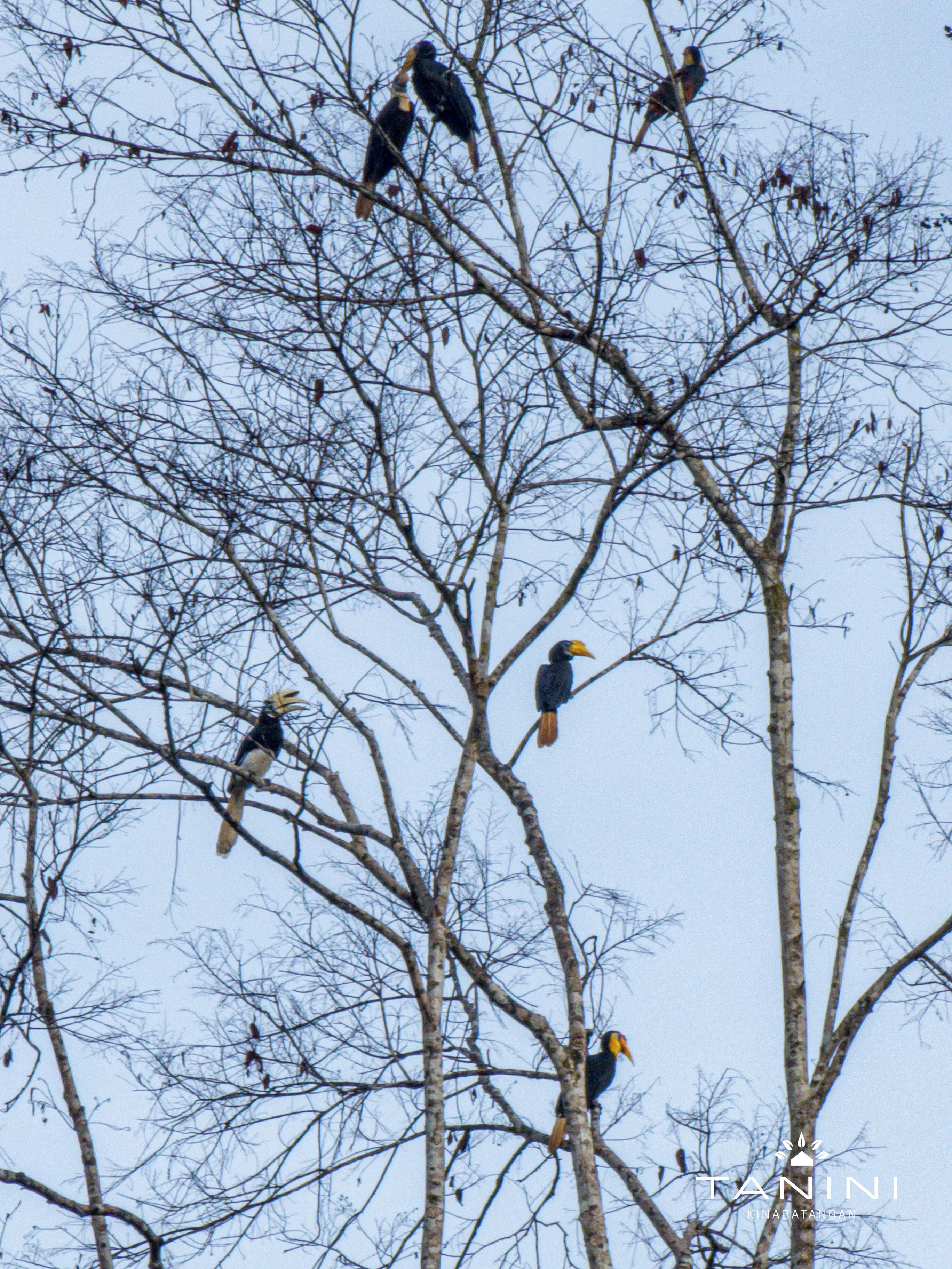 A group of birds perched on a tree with a clear sky in the background.