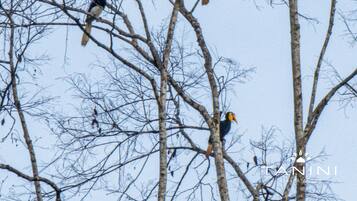 A group of birds perched on a tree with a clear sky in the background.