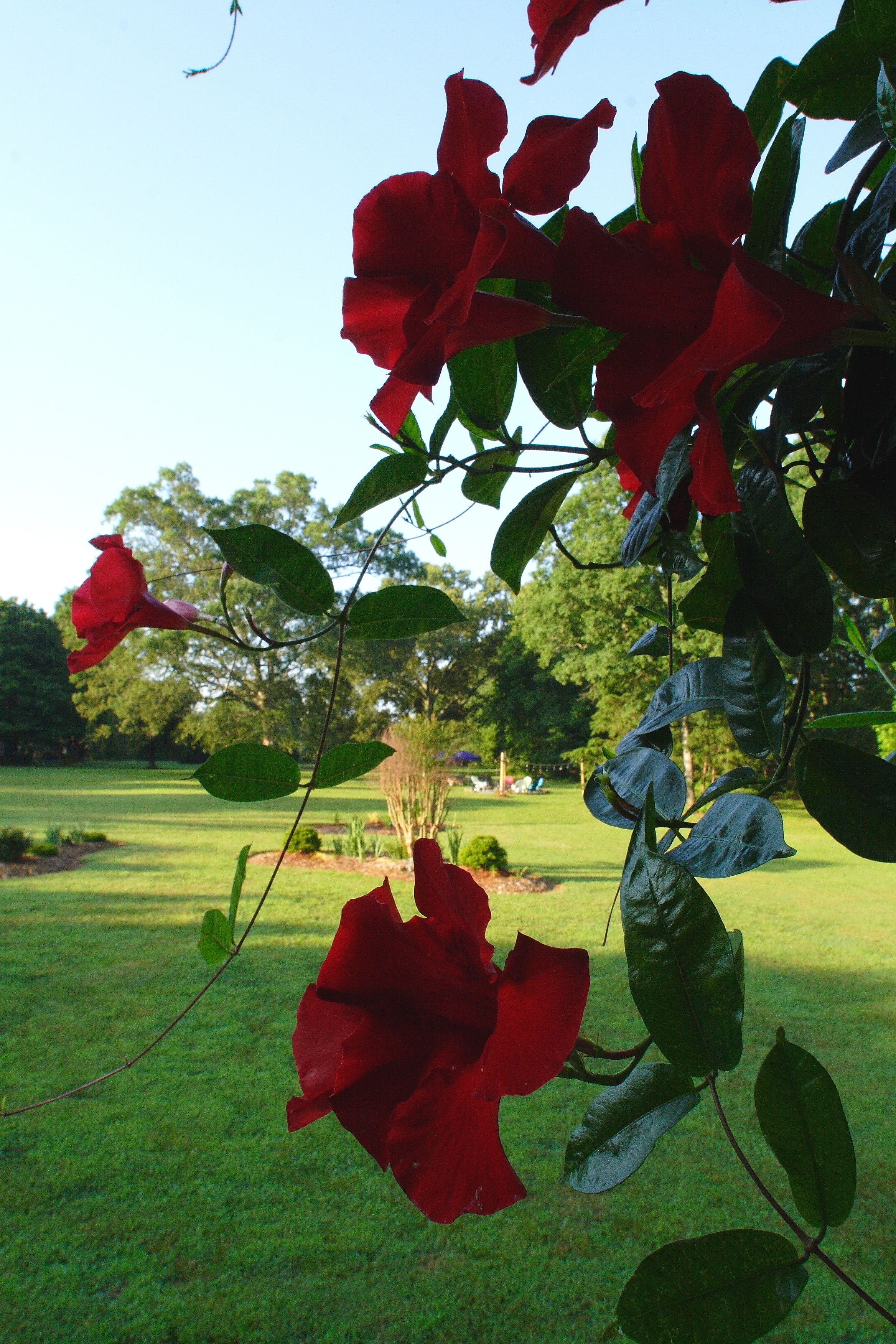 Un jardín con rosas rojas y follaje verde.