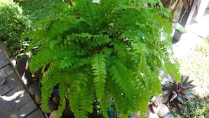 A potted fern plant with broad green leaves, placed on a stone pathway surrounded by other plants and rocks. - Stay With Me Guesthouse (Chiang Mai)