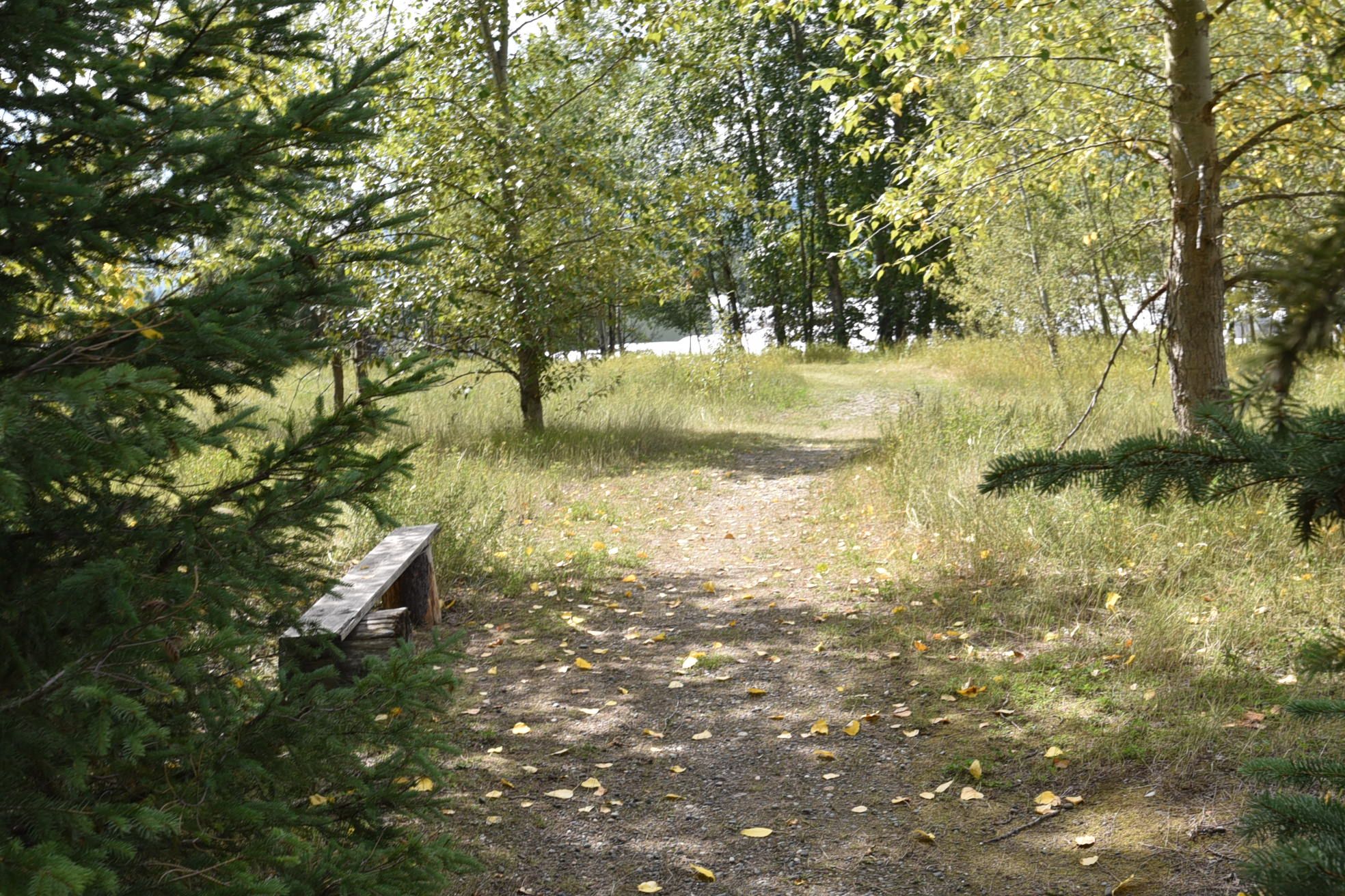 A forested area with a dirt path leading to a bench.