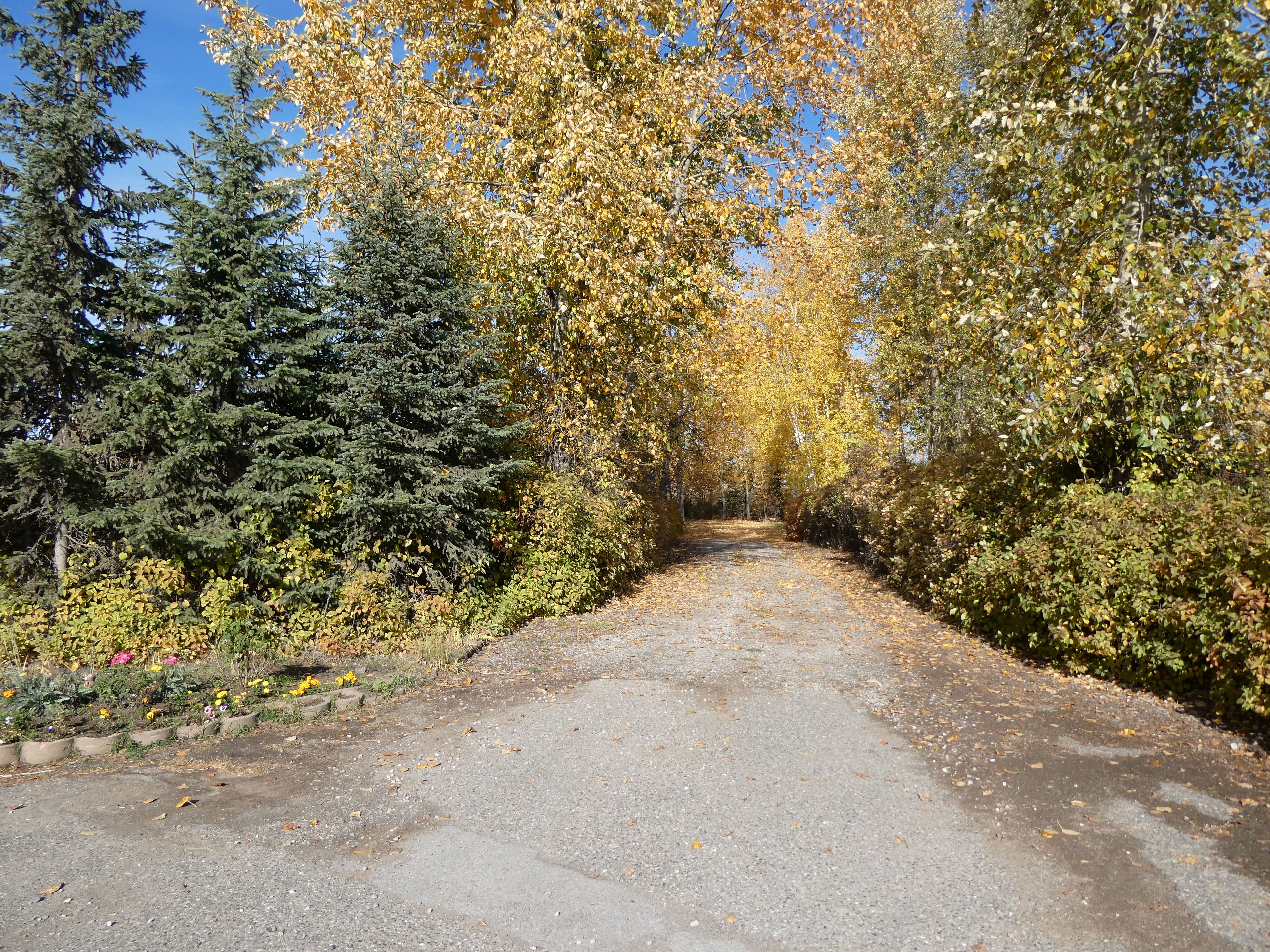 A paved pathway flanked by dense trees and shrubs, leading into a forested area.