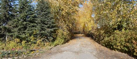 A paved pathway flanked by dense trees and shrubs, leading into a forested area.