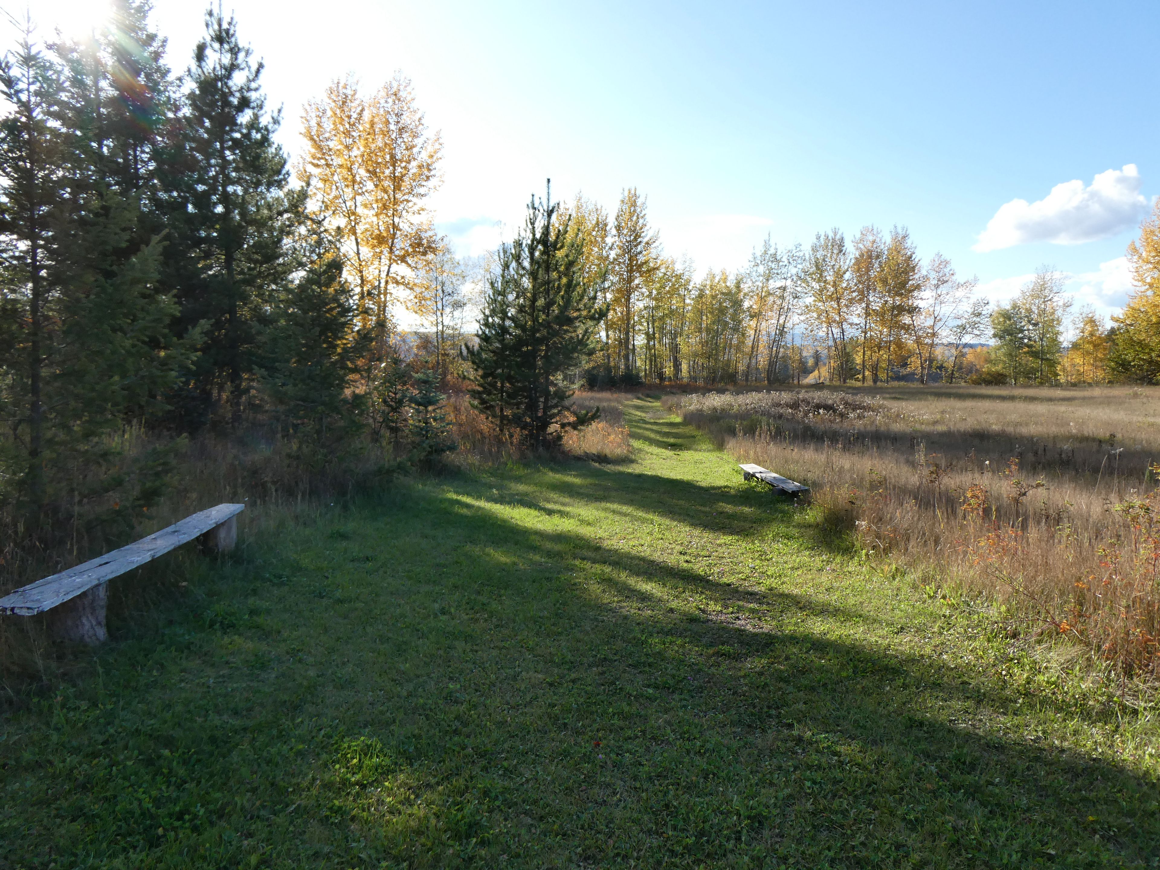 A grassy area with a wooden bench and a path leading through a wooded area.