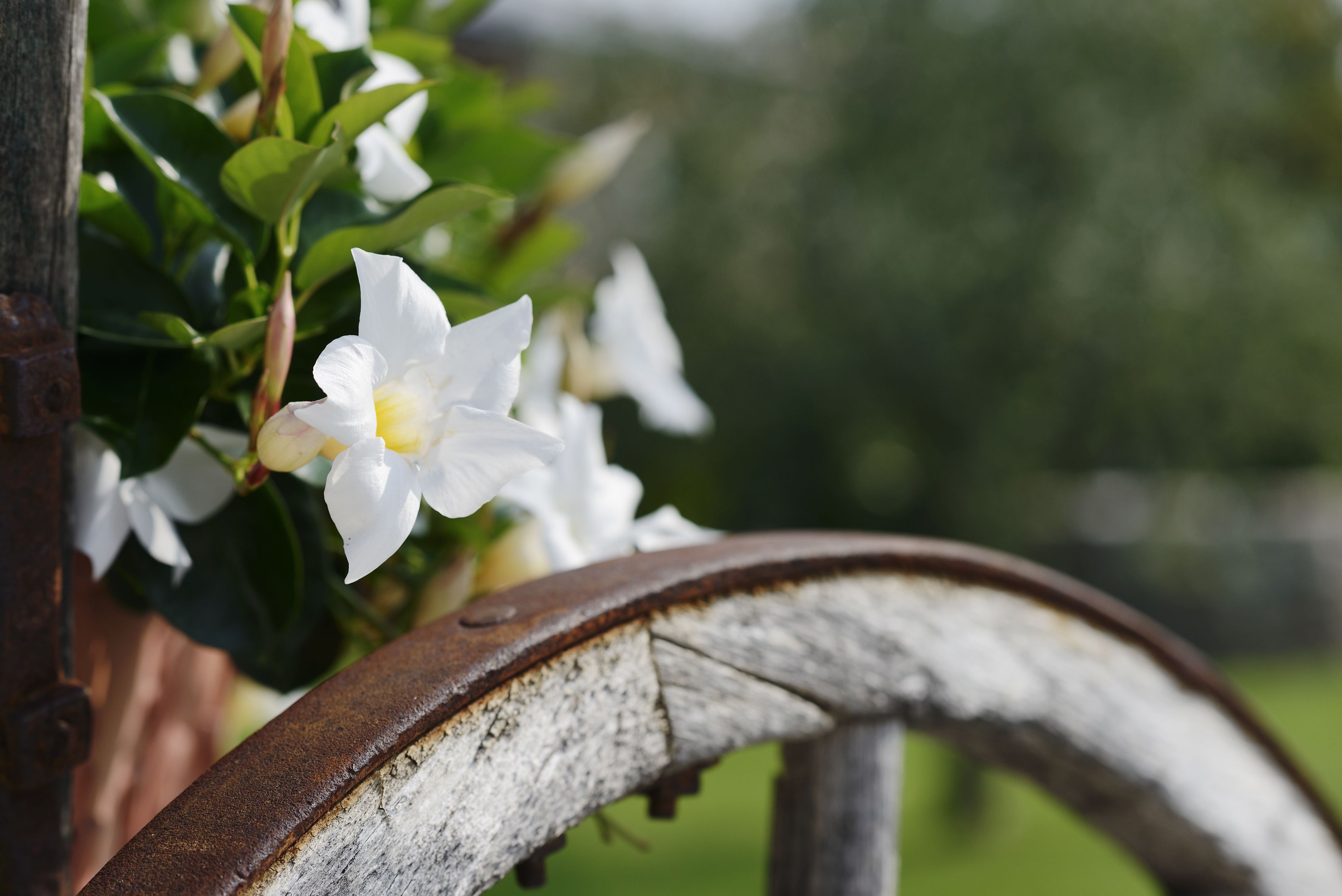 A close-up of white flowers with a rusty metal structure in the foreground.