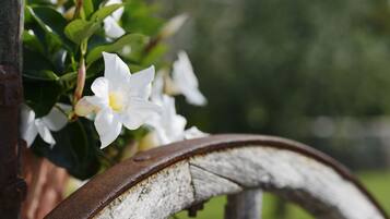 A close-up of white flowers with a rusty metal structure in the foreground.