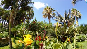 Un exuberante jardín con diversas plantas y flores, incluidas flores amarillas y rojas, y altas palmeras.