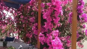 Un espacio al aire libre con mesas y sillas de madera, rodeado de coloridas flores de buganvilla.