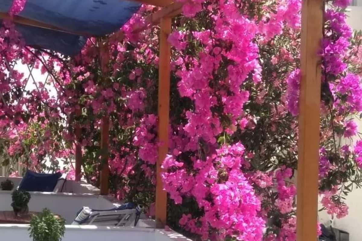 An outdoor seating area with wooden tables and chairs, surrounded by vibrant pink bougainvillea flowers.