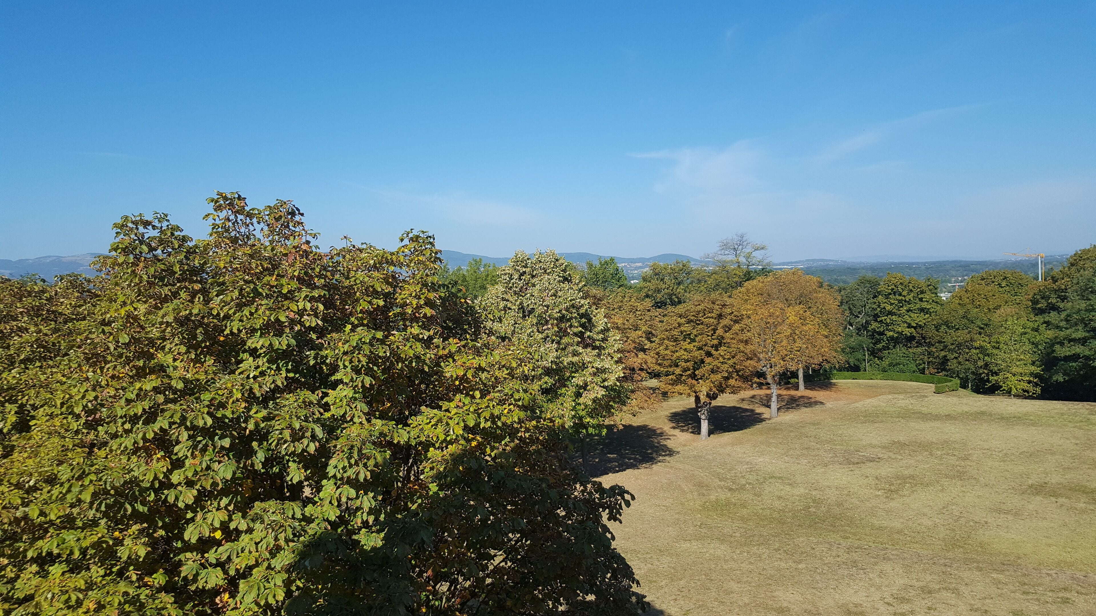 A park with various trees and a clear sky.