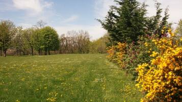 A grassy field with trees and yellow flowers.
